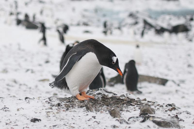 2012-04-02_20-21-01.jpg - Gentoo Penguin, Hope Bay Antarctica  , Hope Bay, Antarctica