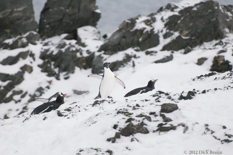 2012-04-02_20-26-56.jpg - Adelie Penguin, Gentoo Penguin, Hope Bay, Antarctica  , Hope Bay, Antarctica