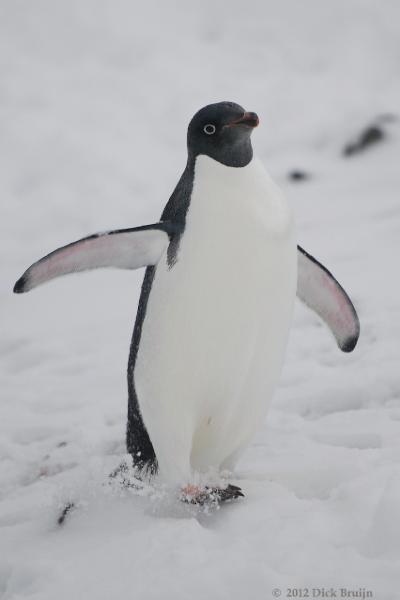 2012-04-02_20-28-29.jpg - Adelie Penguin, Hope Bay, Antarctica  , Hope Bay, Antarctica