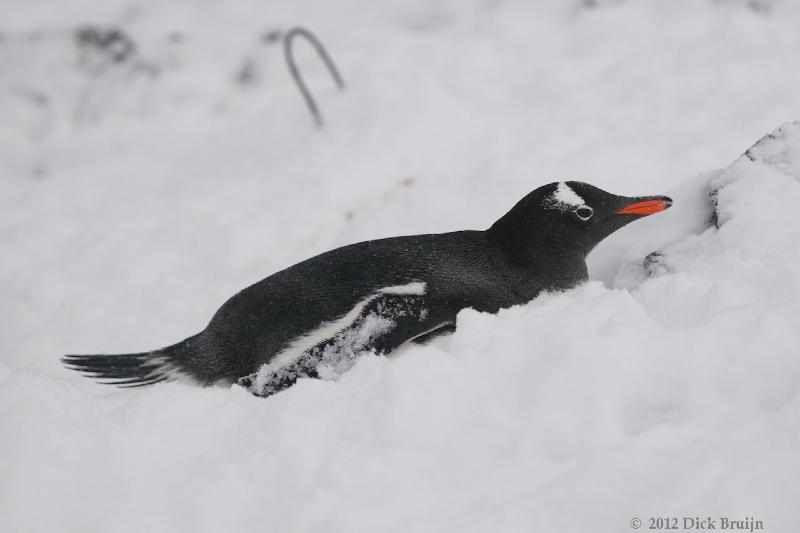 2012-04-02_21-09-32.jpg - Gentoo Penguin, Hope Bay Antarctica  , Hope Bay, Antarctica