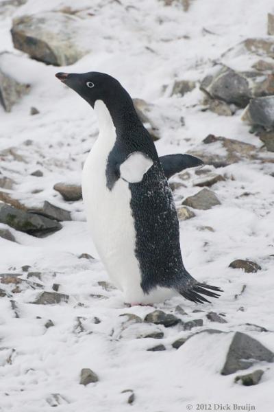 2012-04-02_21-13-37.jpg - Gentoo Penguin, Hope Bay Antarctica  , Hope Bay, Antarctica