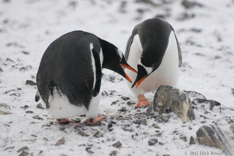 2012-04-02_21-15-07.jpg - Gentoo Penguin, Hope Bay Antarctica  , Hope Bay, Antarctica