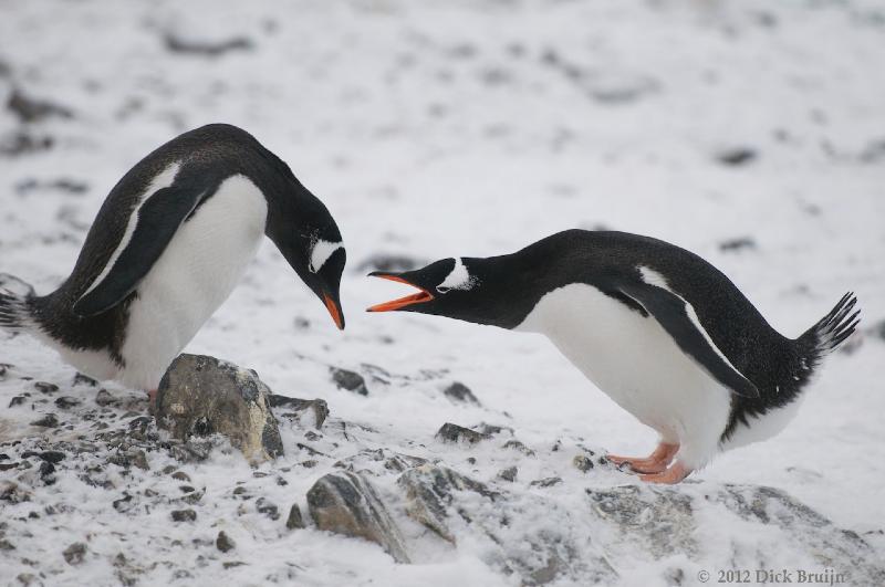 2012-04-02_21-16-47.jpg - Gentoo Penguin, Hope Bay Antarctica  , Hope Bay, Antarctica