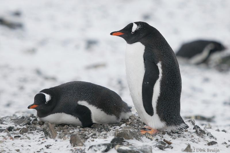 2012-04-02_21-25-10.jpg - Gentoo Penguin, Hope Bay Antarctica  , Hope Bay, Antarctica