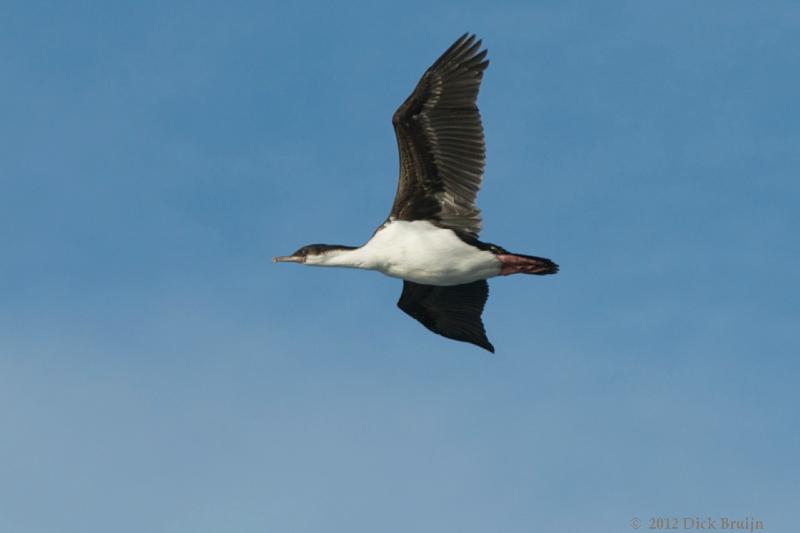 2012-04-04_15-26-27.jpg - Antarctic Shag  , Bransfield Strait