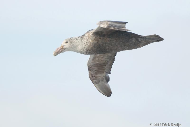 2012-04-04_15-32-04.jpg - Southern Giant Petrel  , Bransfield Strait