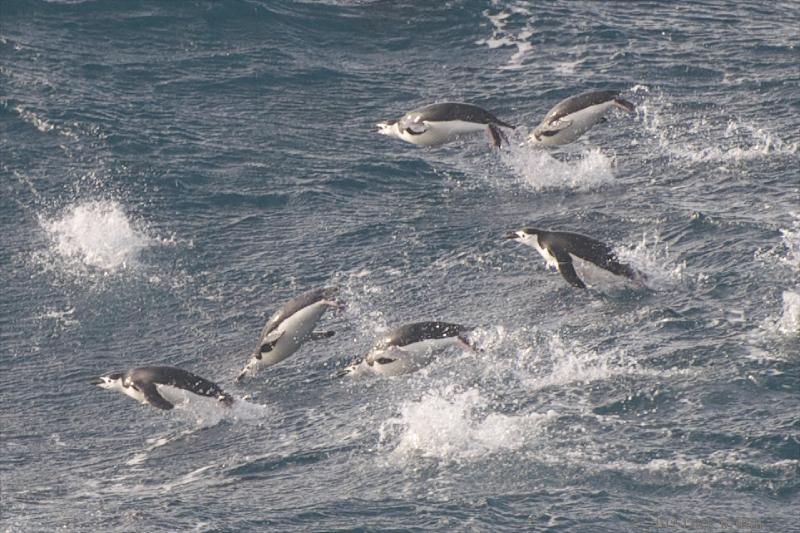 2012-04-04_15-36-23.jpg - Chinstrap Penguin  , Bransfield Strait