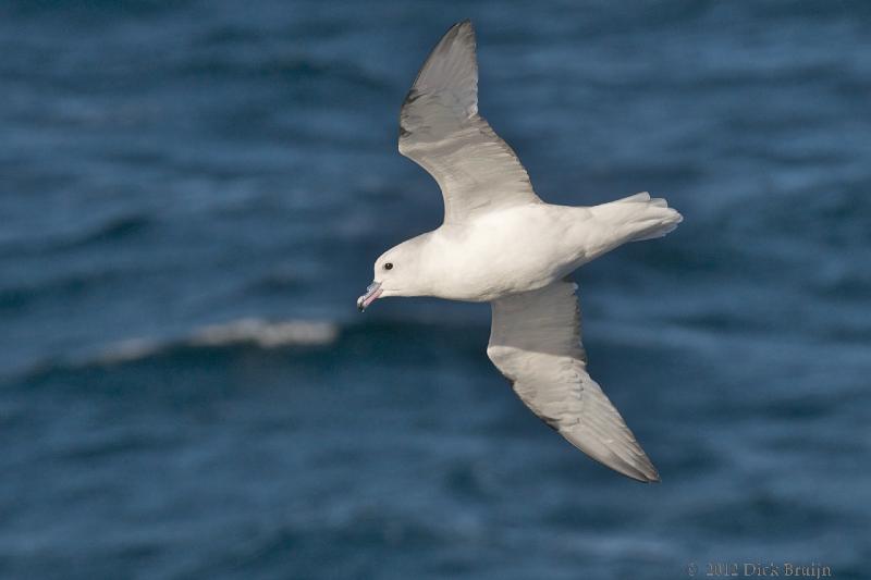 2012-04-04_17-22-03.jpg - Snow Petrel  , Bransfield Strait