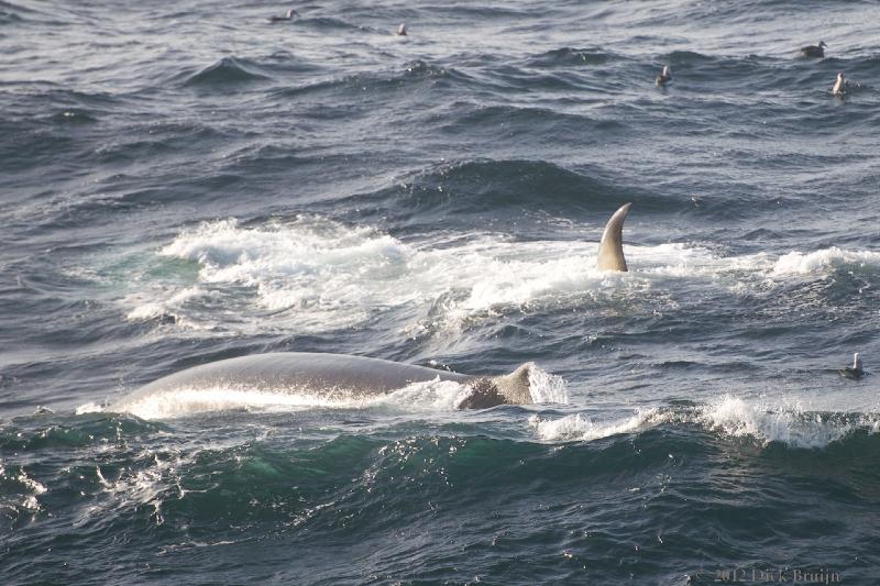 2012-04-04_17-29-31.jpg - Fin Whale  , Bransfield Strait