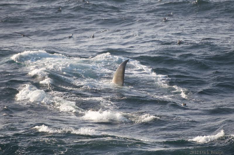 2012-04-04_17-29-32.jpg - Fin Whale  , Bransfield Strait