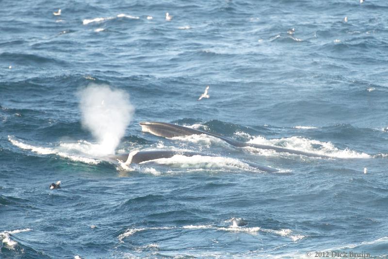 2012-04-04_17-29-57.jpg - Fin Whale  , Bransfield Strait