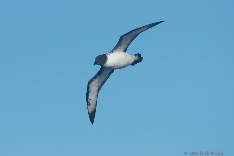 2012-04-04_17-38-57.jpg - Cape (Pintado) Petrel  , Bransfield Strait