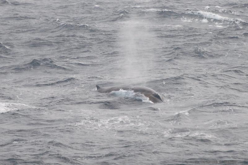 2012-04-04_18-15-30.jpg - Fin Whale  , Bransfield Strait