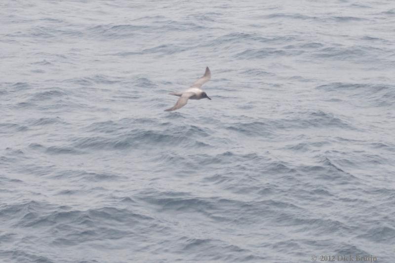 2012-04-05_14-44-46.jpg - Light-mantled Sooty Albatross  , Scotia Sea