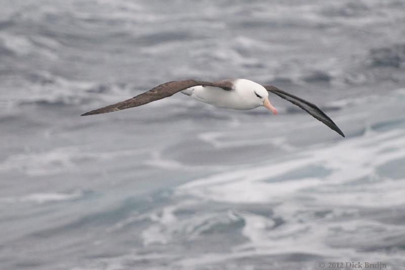 2012-04-05_15-47-27.jpg - Black-browed Albatross  , Scotia Sea