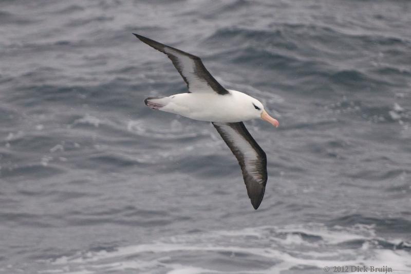 2012-04-05_15-47-28.jpg - Black-browed Albatross  , Scotia Sea