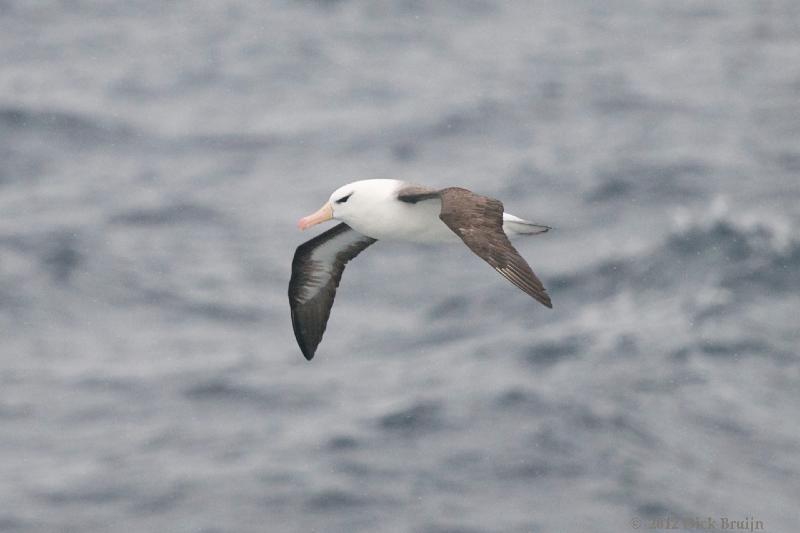 2012-04-05_15-49-02.jpg - Black-browed Albatross  , Scotia Sea