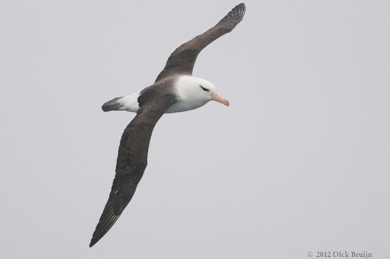 2012-04-05_15-49-59.jpg - Black-browed Albatross  , Scotia Sea