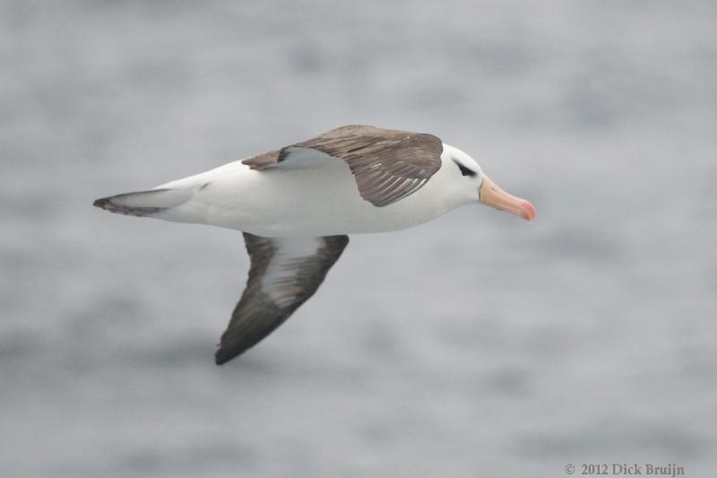 2012-04-05_15-50-03.jpg - Black-browed Albatross  , Scotia Sea