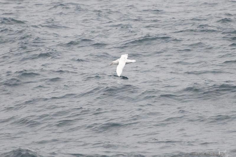 2012-04-05_15-54-07.jpg - Southern Giant Petrel  , Scotia Sea