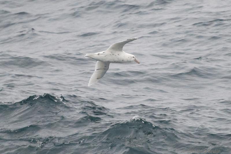 2012-04-05_15-56-41.jpg - Southern Giant Petrel  , Scotia Sea