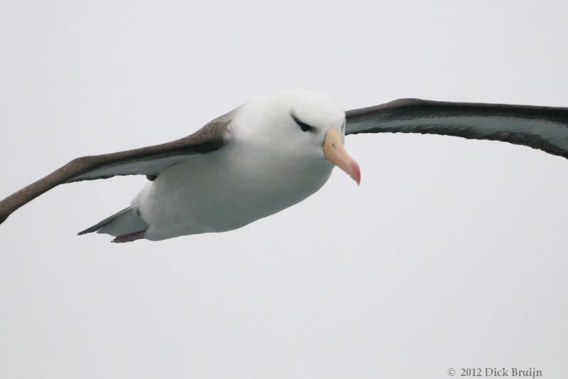 2012-04-05_16-15-28.jpg - Black-browed Albatross  , Scotia Sea