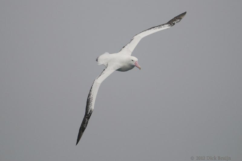 2012-04-05_18-02-02.jpg - Wandering Albatross  , Scotia Sea