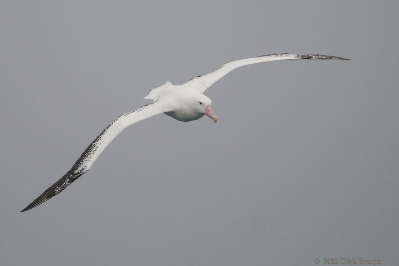 2012-04-05_18-02-03.jpg - Wandering Albatross  , Scotia Sea