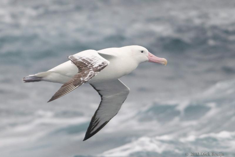 2012-04-05_18-02-07.jpg - Wandering Albatross  , Scotia Sea