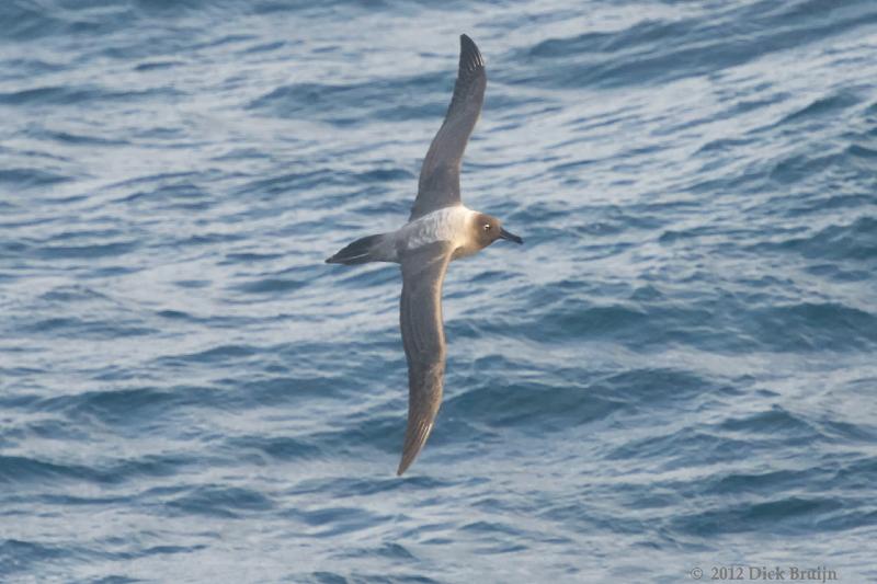 2012-04-06_12-29-59.jpg - Light-mantled Sooty Albatross  , Scotia Sea