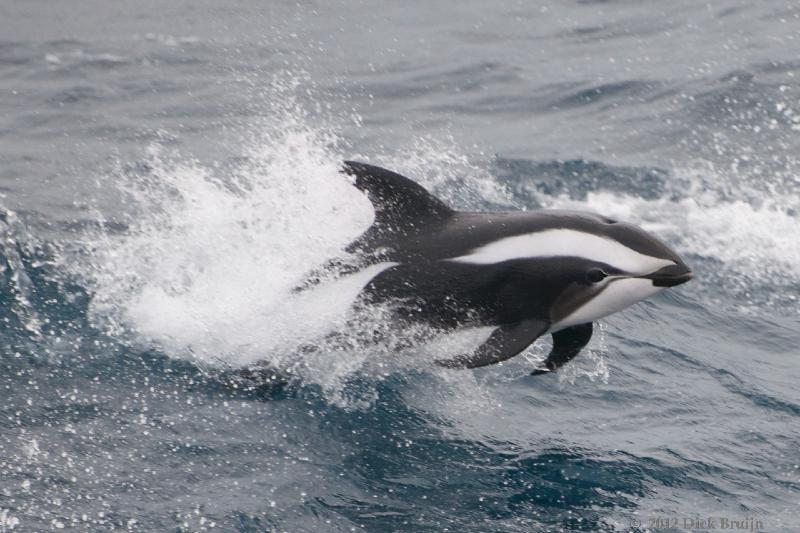 2012-04-06_13-28-50.jpg - Hourglass Dolphin  , Scotia Sea