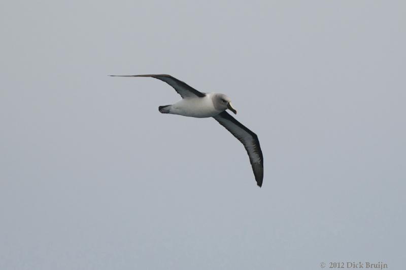 2012-04-06_13-33-54.jpg - Grey-headed Albatross  , Scotia Sea