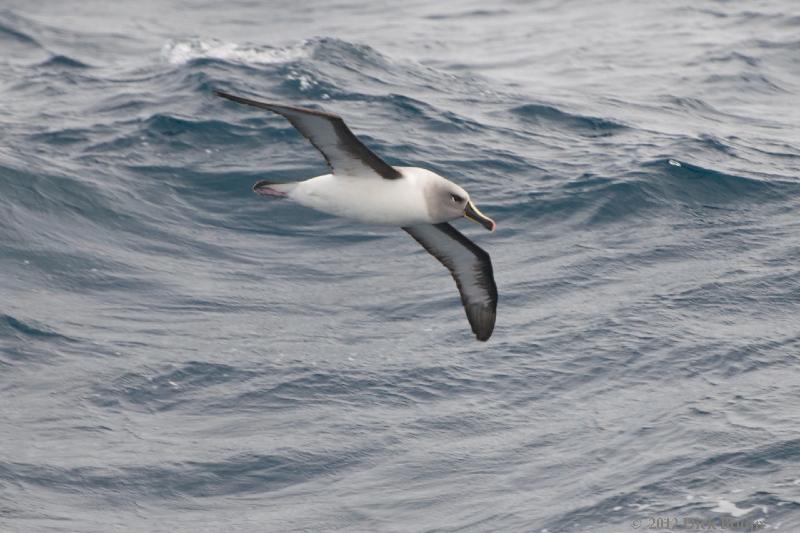 2012-04-06_13-34-00.jpg - Grey-headed Albatross  , Scotia Sea