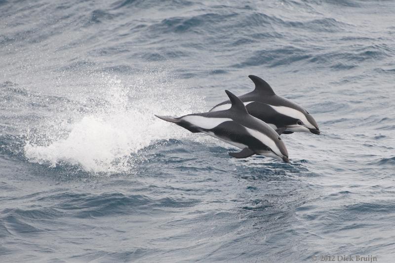 2012-04-06_13-34-10.jpg - Hourglass Dolphin  , Scotia Sea