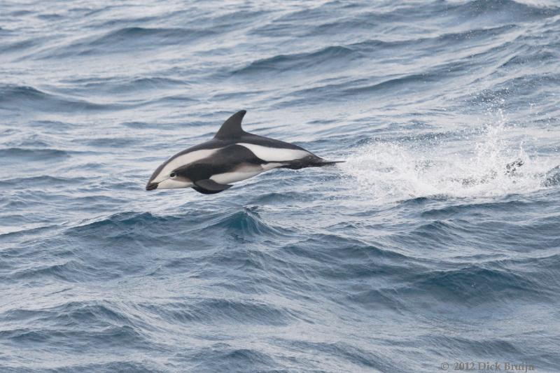 2012-04-06_13-52-42.jpg - Hourglass Dolphin  , Scotia Sea