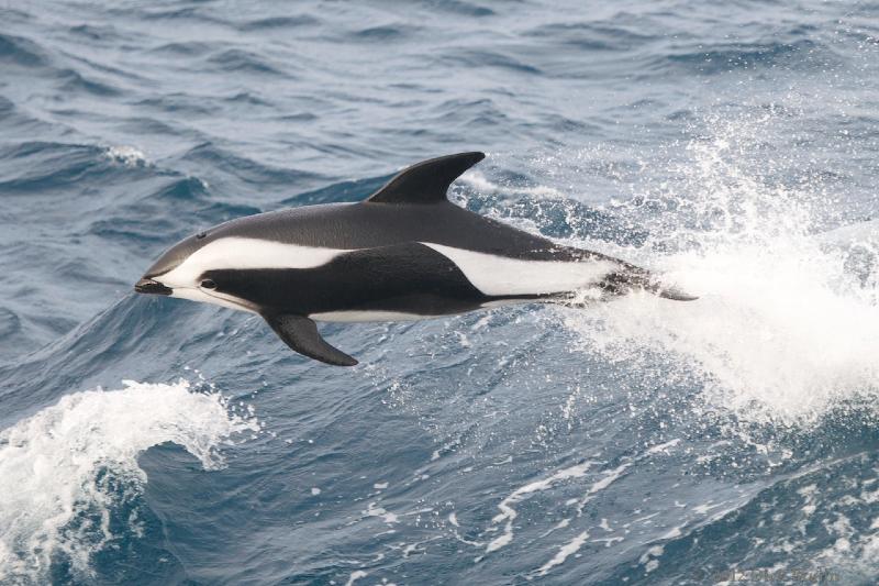 2012-04-06_13-54-17.jpg - Hourglass Dolphin  , Scotia Sea