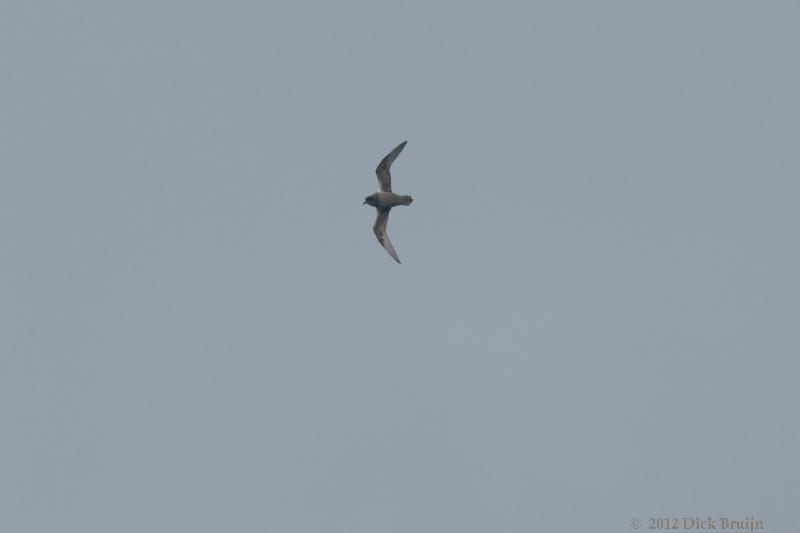 2012-04-06_15-03-50.jpg - Kerguelen Petrel  , Scotia Sea