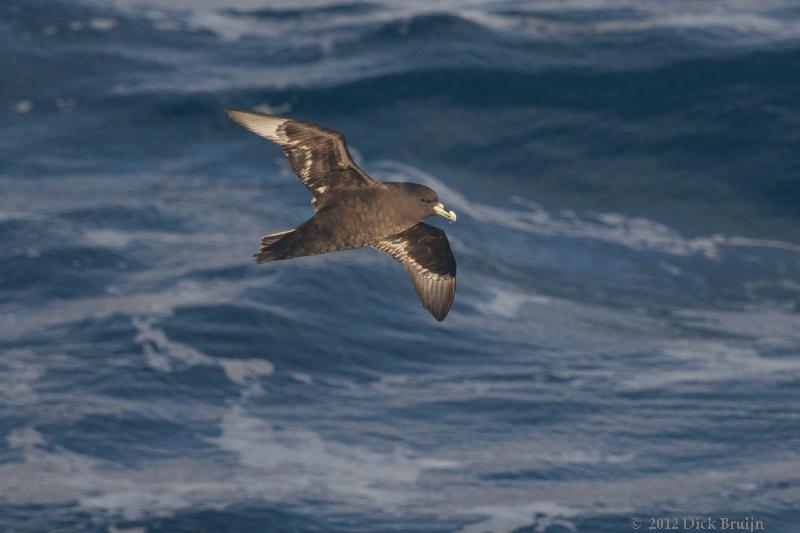 2012-04-07_12-47-38.jpg - White-chinned Petrel  , Scotia Sea