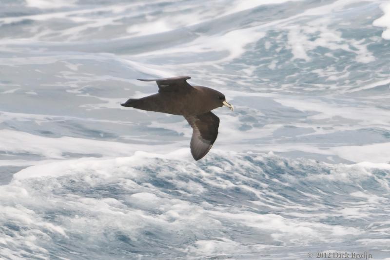 2012-04-07_13-10-27.jpg - White-chinned Petrel  , Scotia Sea