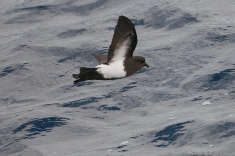 2012-04-07_13-57-49.jpg - Black-bellied Storm Petrel  , Scotia Sea