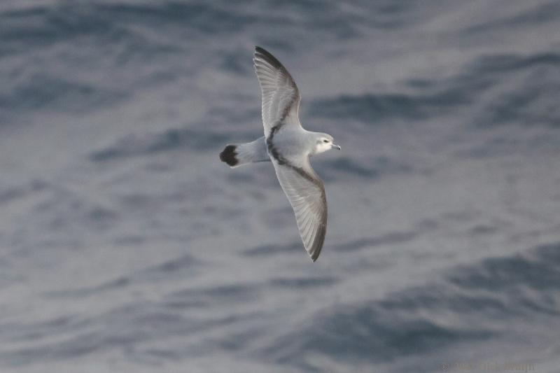 2012-04-07_14-00-59.jpg - Antarctic Prion  , Scotia Sea