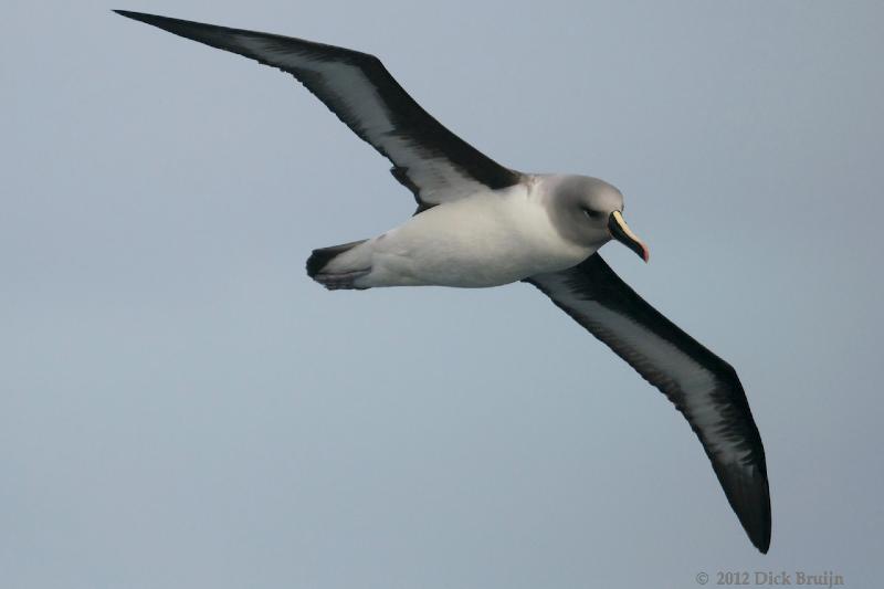 2012-04-07_14-13-09.jpg - Grey-headed Albatross  , Scotia Sea