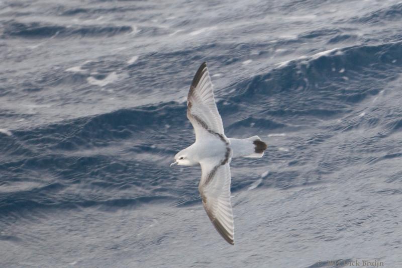 2012-04-07_15-01-31.jpg - Fairy Prion  , Scotia Sea