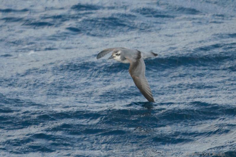 2012-04-07_15-05-23.jpg - Antarctic Prion  , Scotia Sea