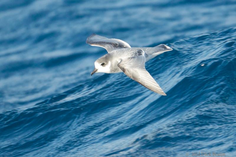 2012-04-07_15-20-17.jpg - Blue Petrel  , Scotia Sea