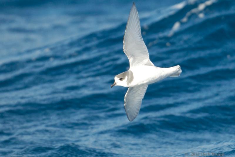 2012-04-07_15-20-18.jpg - Blue Petrel  , Scotia Sea