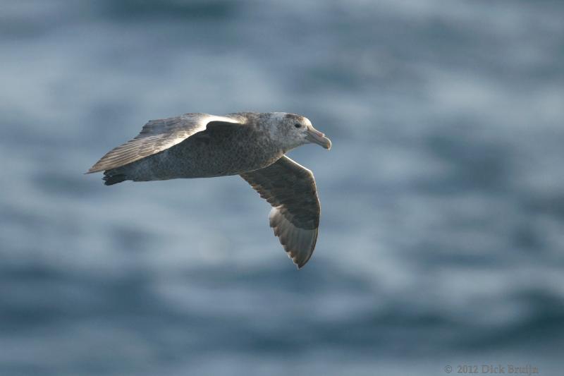 2012-04-07_18-16-08.jpg - Southern Giant Petrel  , Scotia Sea