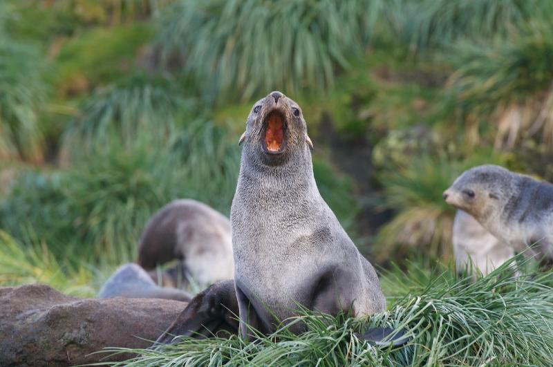 2012-04-08_12-05-54.jpg - Antarctic Fur Seal  , Fortuna Bay, South Georgia