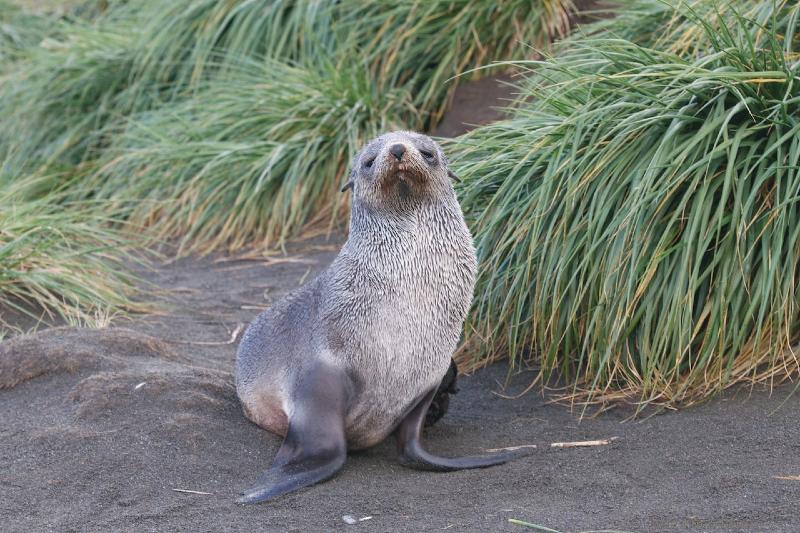 2012-04-08_12-06-29.jpg - Antarctic Fur Seal  , Fortuna Bay, South Georgia