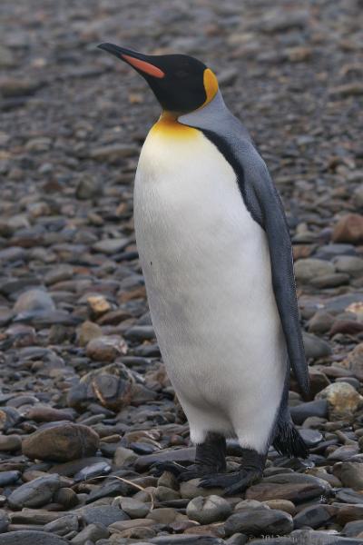 2012-04-08_12-18-16.jpg - King Penguin, Fortuna Bay, South Georgia